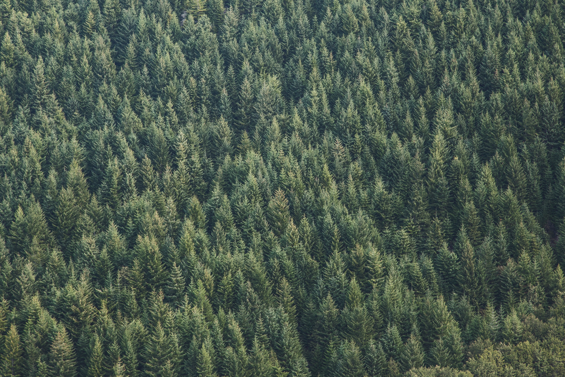 Winter forest